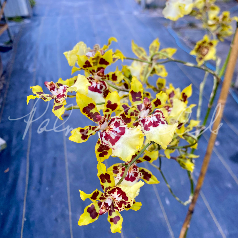 Ons. Wildcat '1229' — Palmer Orchids